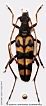Leptura annularis